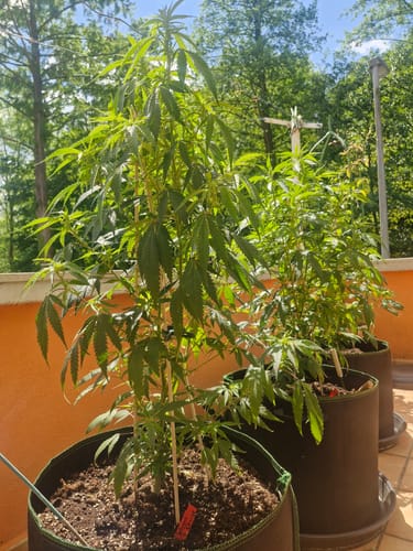 Customer photo review of Hanfstecklinge | Future Island