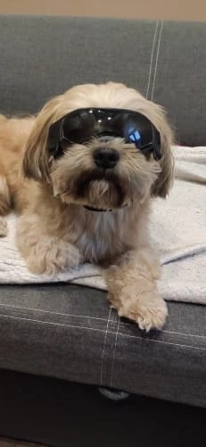 Customer photo review of Dog Outdoor UV Protection Sunglasses Goggles
