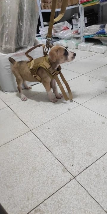 Customer photo review of Tactical Puppy Harness Leash For Small Dogs Cats Adjustable Kitten Vest For Military Service Dog Working Training Walking