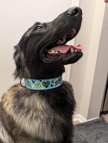 Customer photo review of Love Hard Buckle Collar