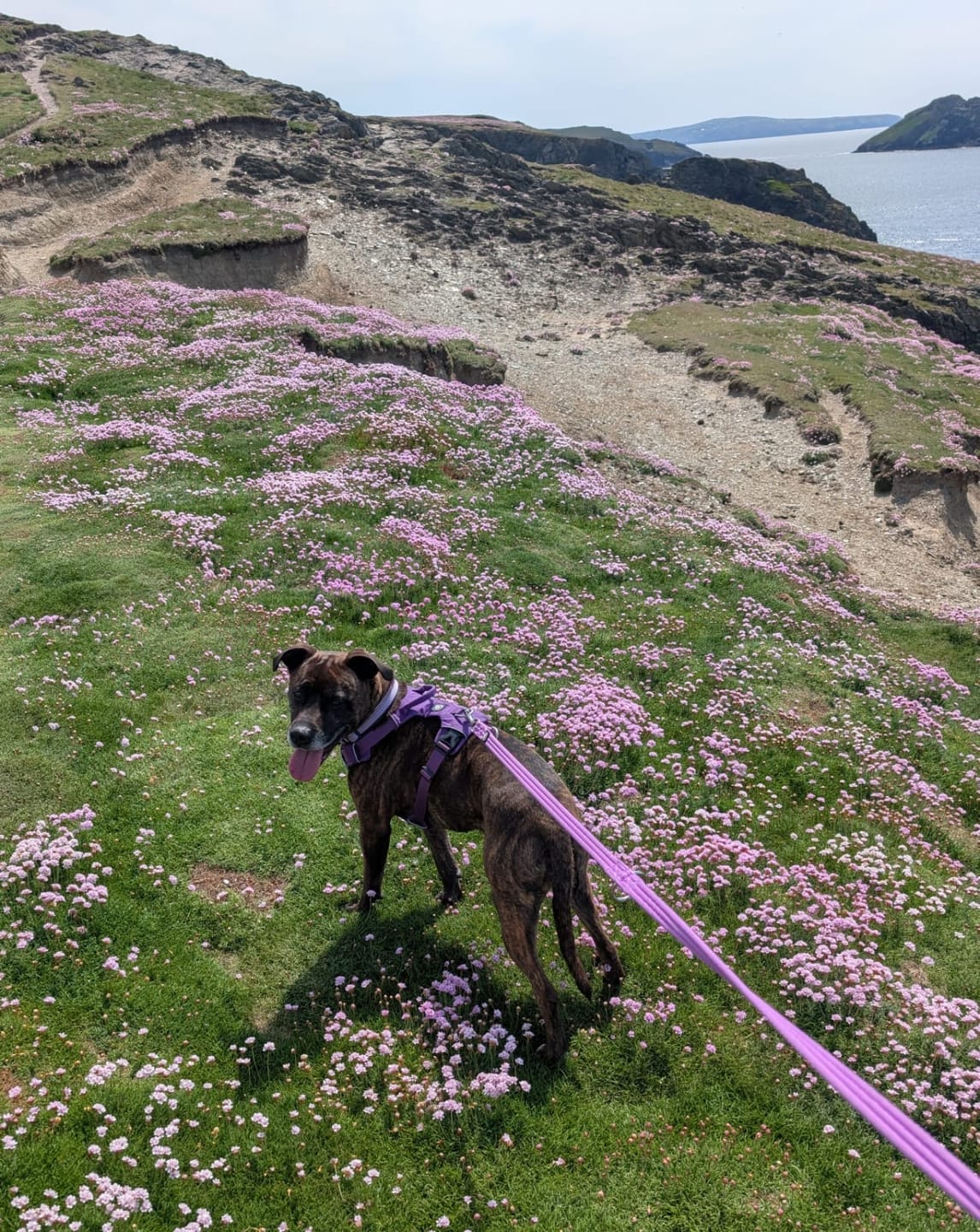 Customer photo review of Air Harness | Anti-Pull & With Handle - Purple
