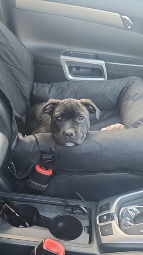 Customer photo review of Car Seat Cover