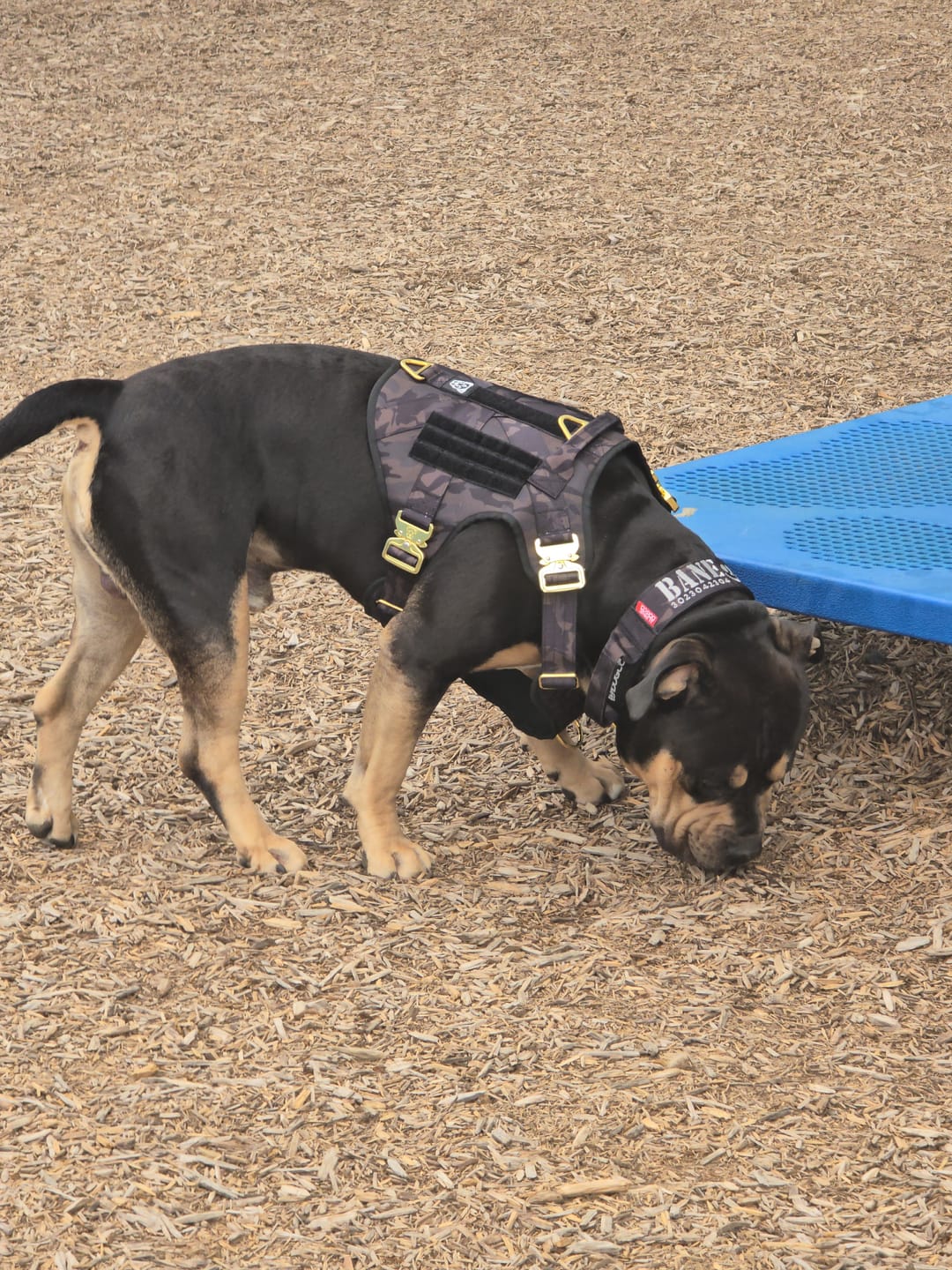 Customer photo review of HNTR 3.0 Dog Harness - Camo