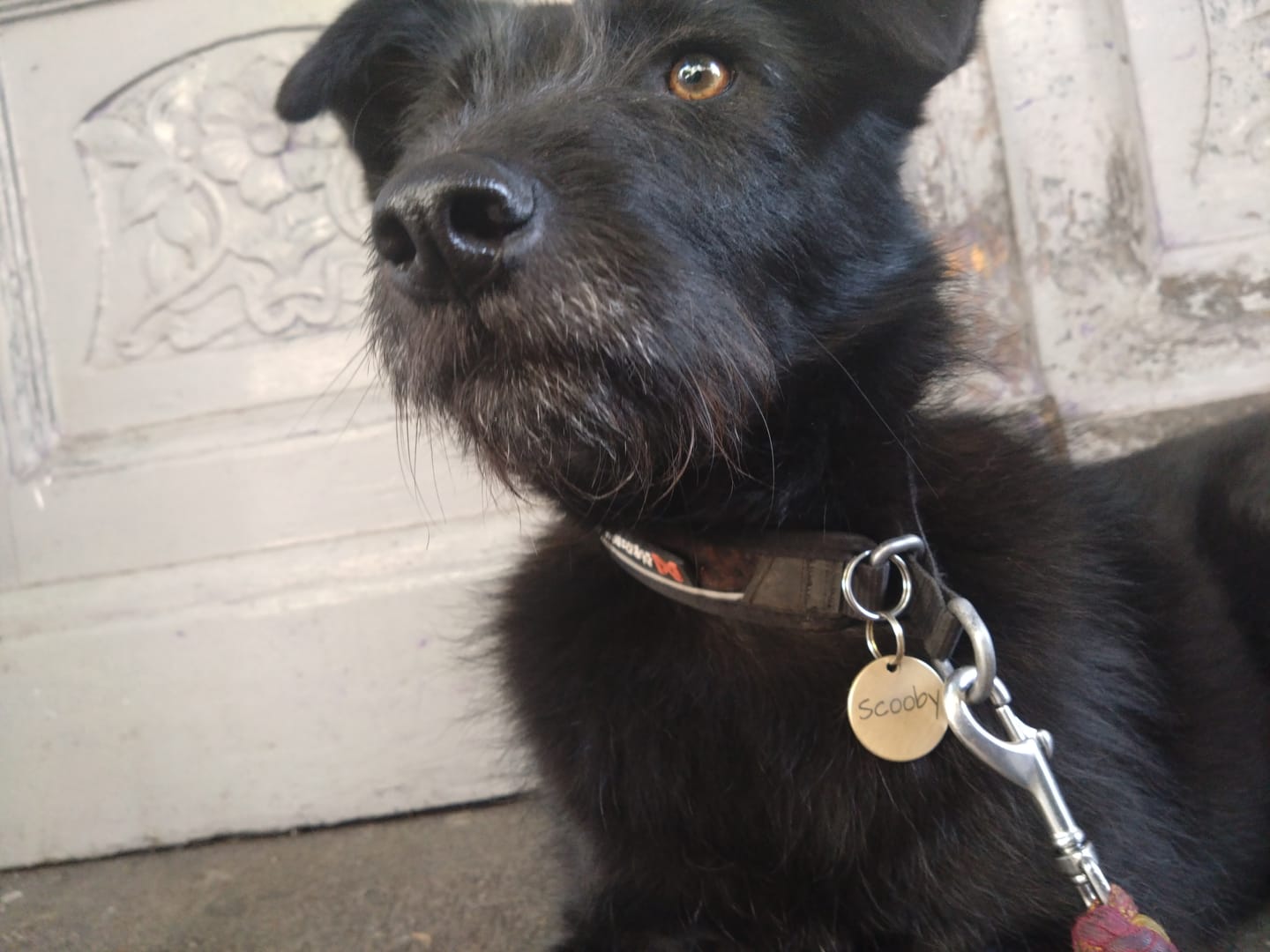 Customer photo review of Runde Hundemarke mit Gravur, Name und Telefon personalisiert
