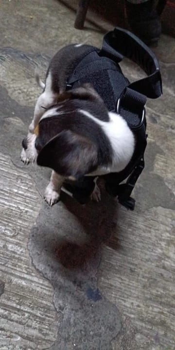 Customer photo review of Tactical Puppy Harness Leash For Small Dogs Cats Adjustable Kitten Vest For Military Service Dog Working Training Walking