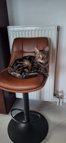 Customer photo review of Σκαμπό για Πάσο Κουζίνας Σετ 2 τμχ EKHO Ρυθμιζόμενο Ύψος 63-84 εκ με Πλάτη Καφέ-Μαύρο LJ-B095K01