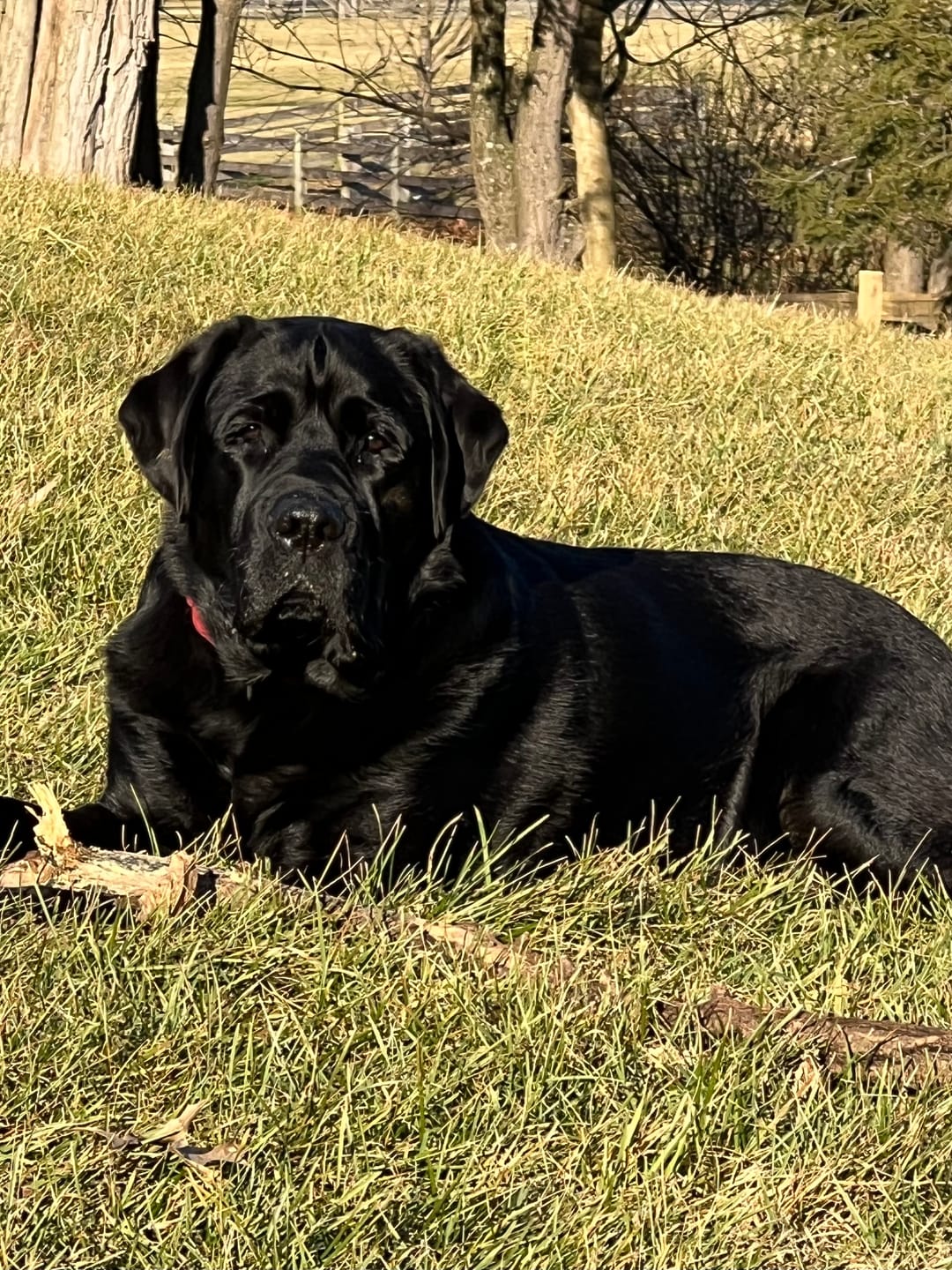 Customer photo review of FurLife™ - Flea & Tick Defense Chews