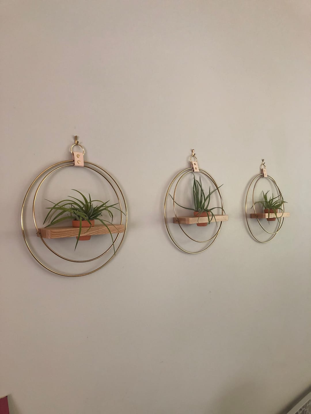 Customer photo review of Air Plant Shelf + Pot