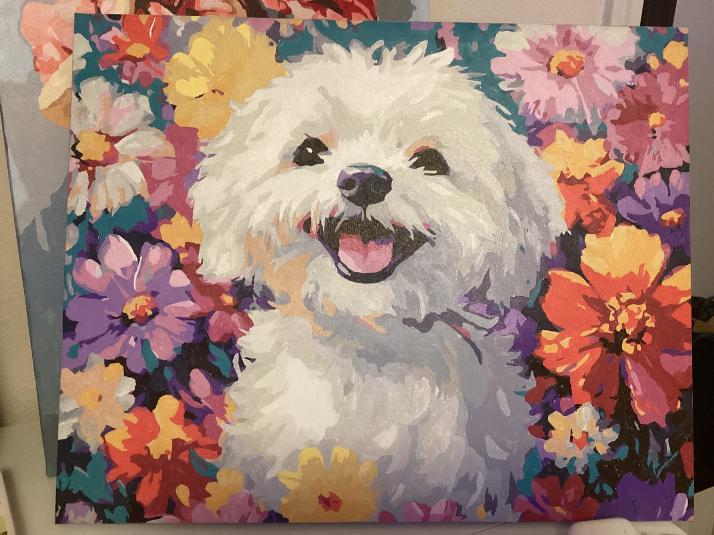 Customer photo review of Bichon Frise