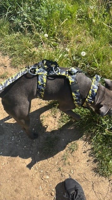 Customer photo review of Training Anti Pull TRI-Harness® | M-XL Breeds - Lightning
