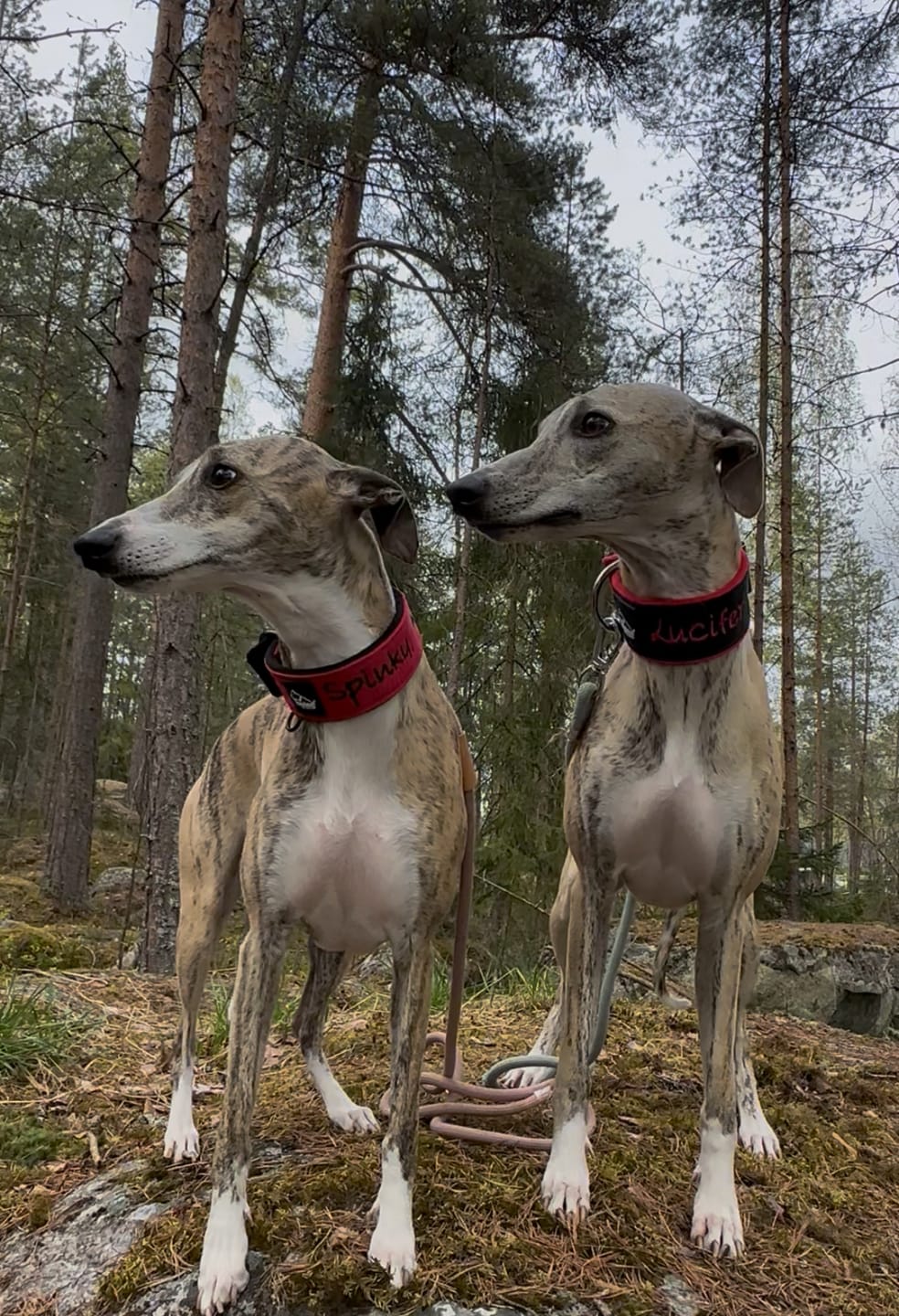 Customer photo review of Hundhalsband med namn