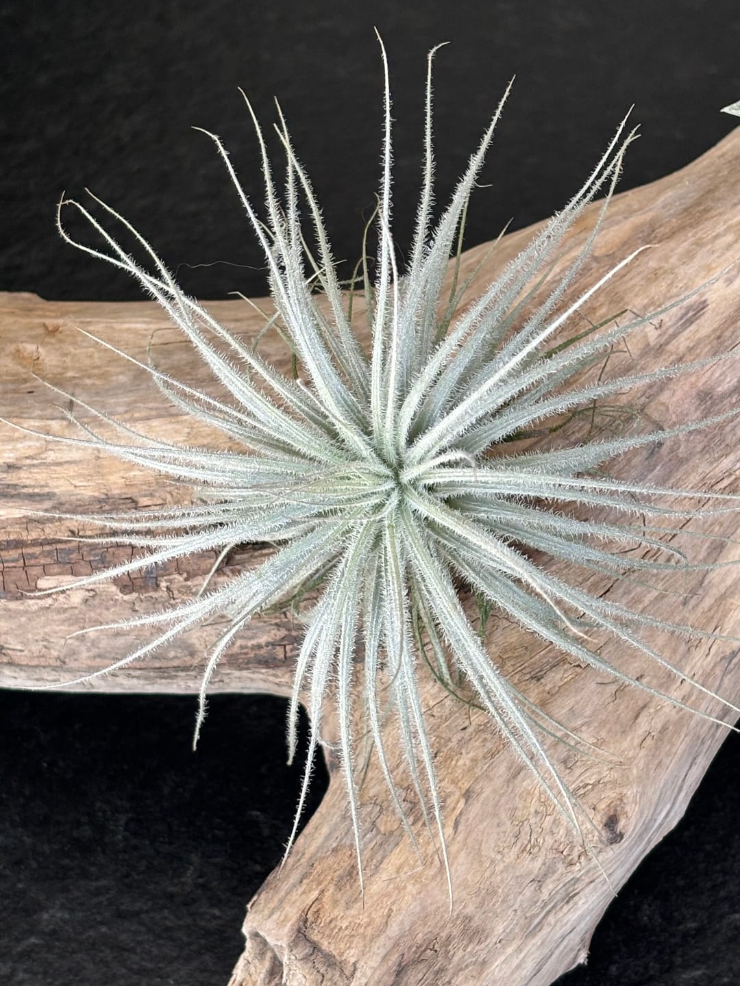 Customer photo review of Tillandsia tectorum "snow"