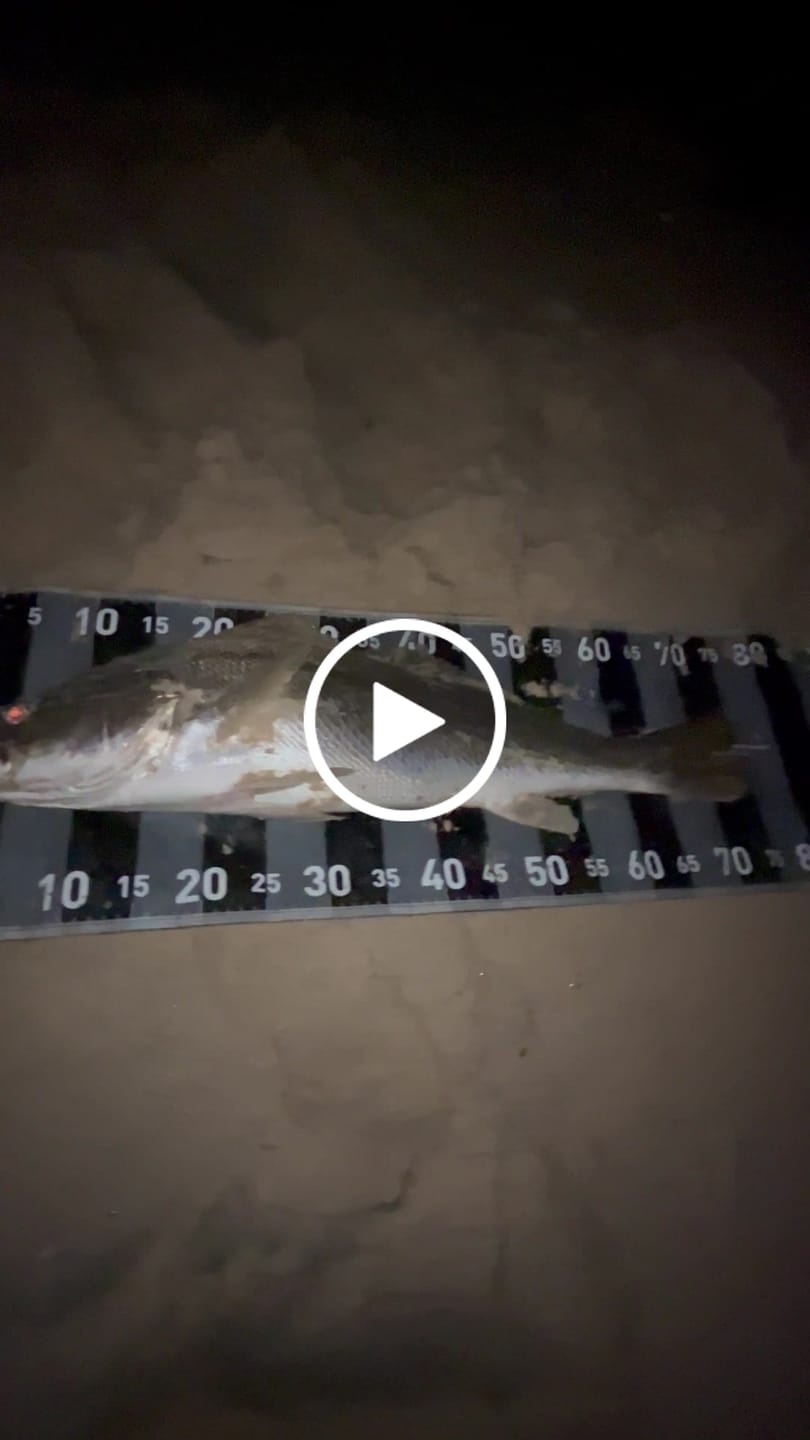 Customer video review of DISCO PRAWN - SHAD