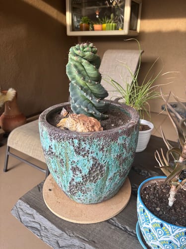 Customer photo review of Cereus forbesii Spiralis | Spiral Cactus