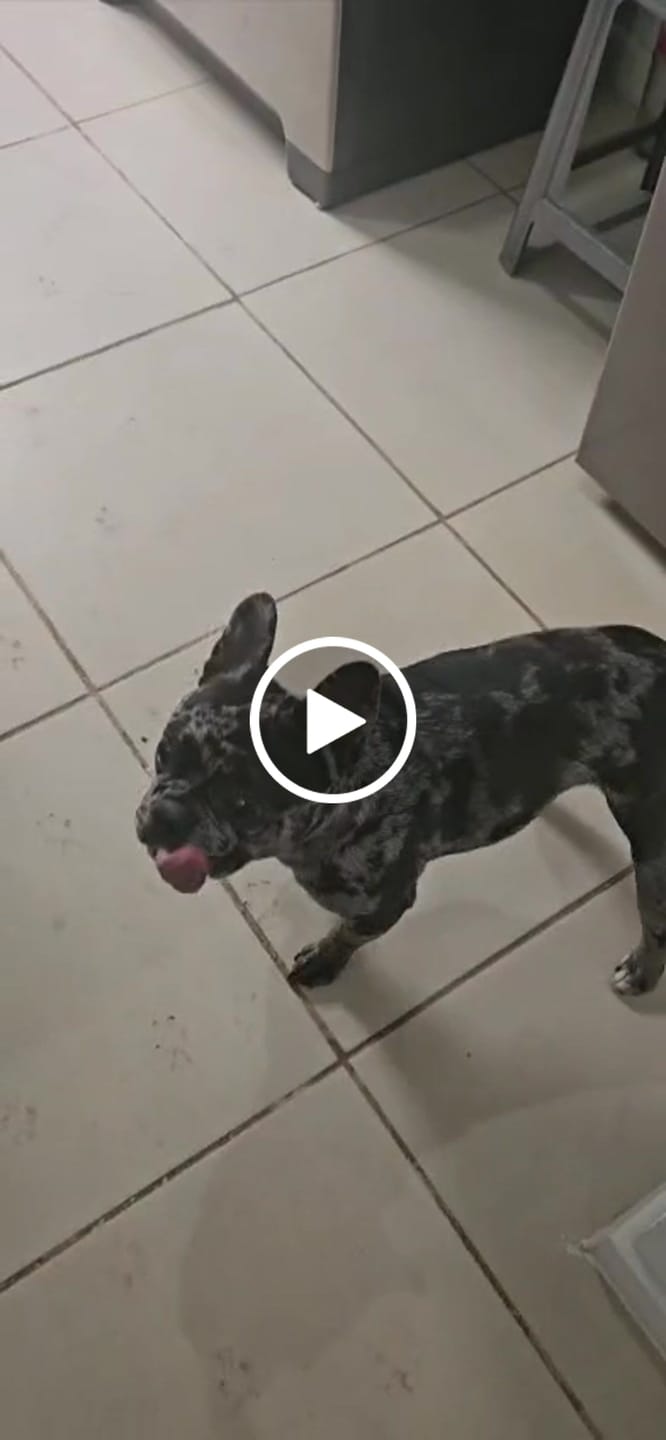 Customer video review of Alimento Perro Adulto Toda Raza Proteína Insectos