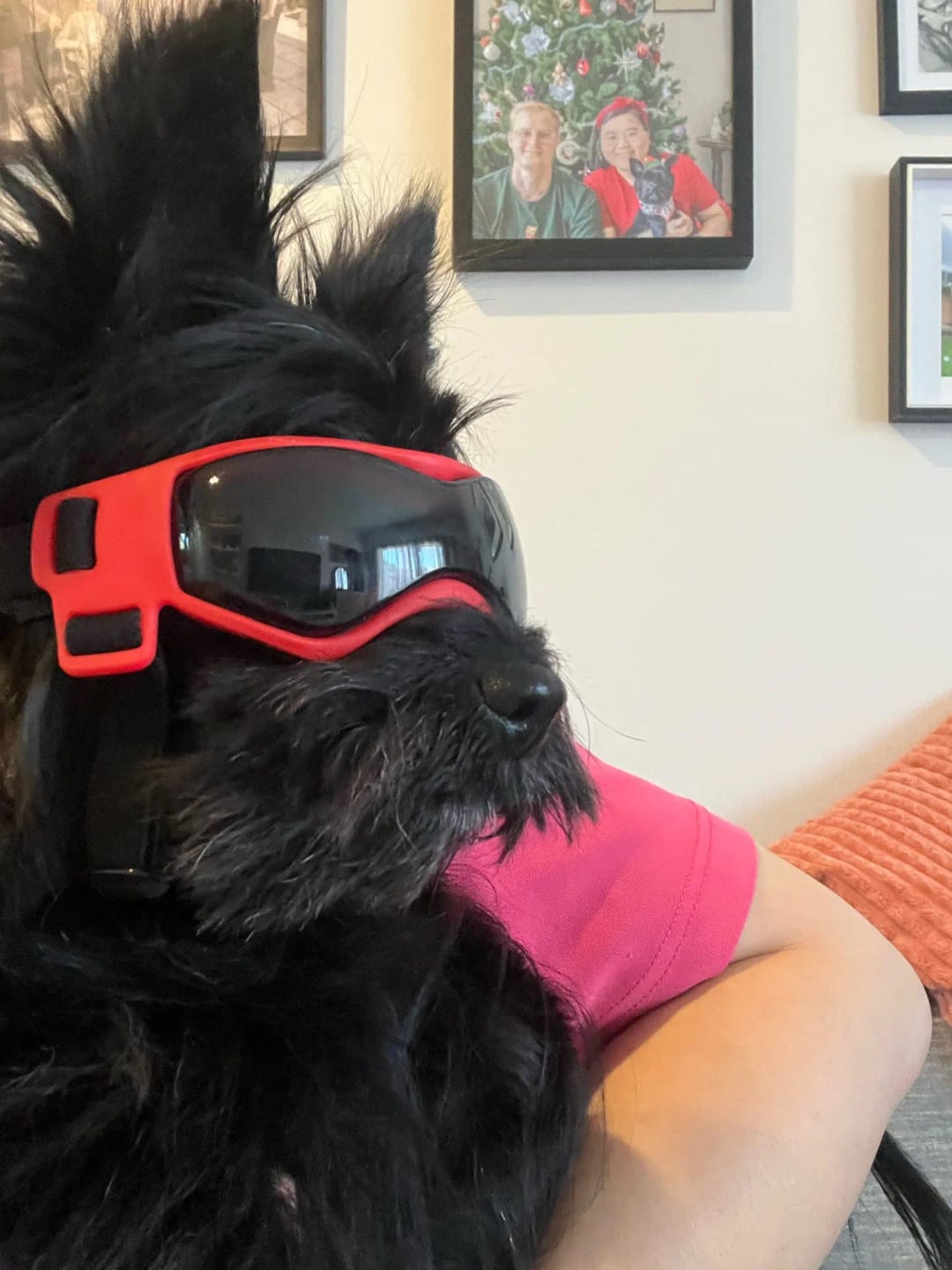 Customer photo review of Dog Outdoor UV Protection Sunglasses Goggles