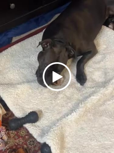 Customer video review of Medium Dog Black Friday Bundle (Your 12oz Jerky+4 Med Bones)