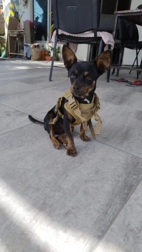 Customer photo review of Tactical Puppy Harness Leash For Small Dogs Cats Adjustable Kitten Vest For Military Service Dog Working Training Walking