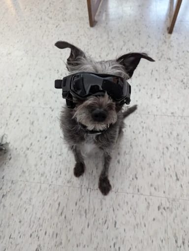 Customer photo review of Dog Outdoor UV Protection Sunglasses Goggles