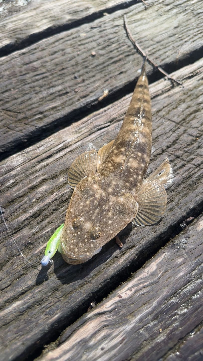 Customer photo review of GUPPIE SHAD