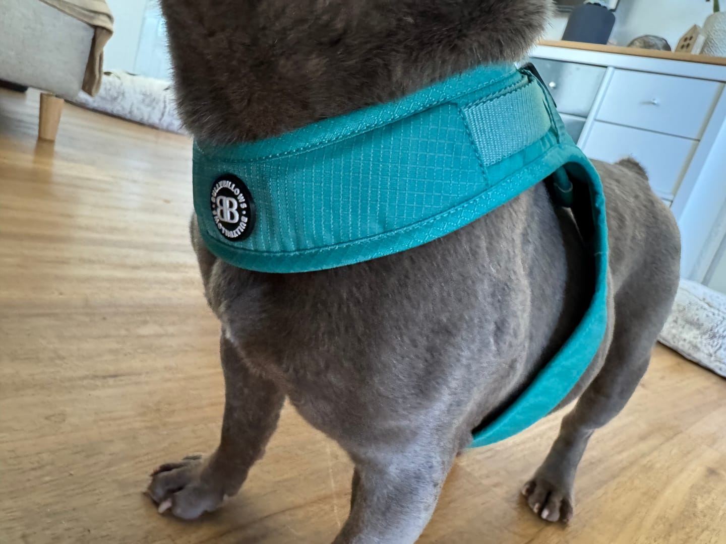 Customer photo review of Boomerang Harness - XS-M Breeds - Teal