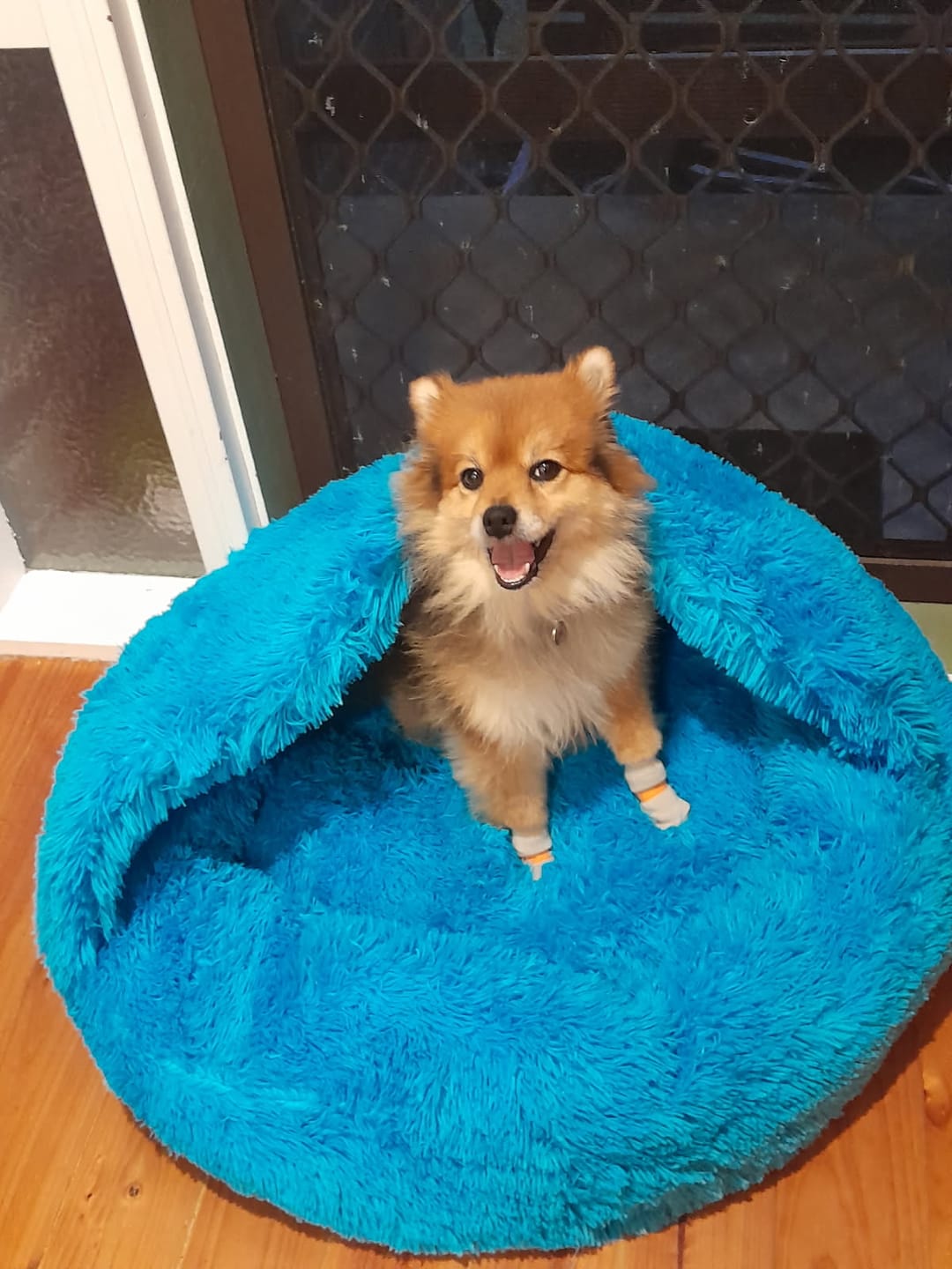 Customer photo review of Oodle-Doo Burrow Bed