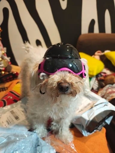 Customer photo review of Dog Outdoor UV Protection Sunglasses Goggles