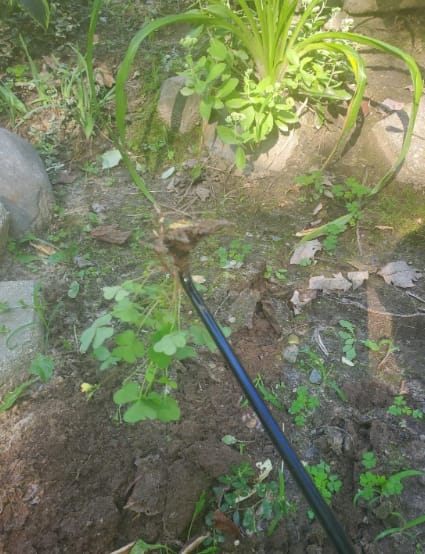 Customer photo review of GardenMate™ - Uprooting Tool