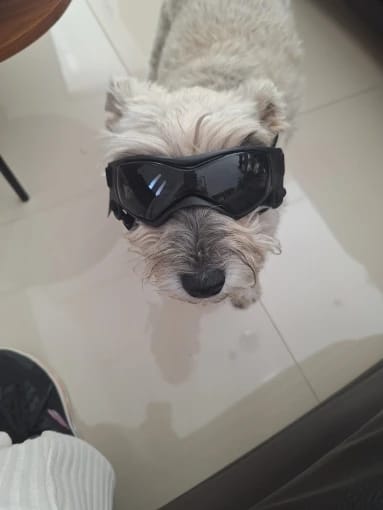 Customer photo review of Dog Outdoor UV Protection Sunglasses Goggles
