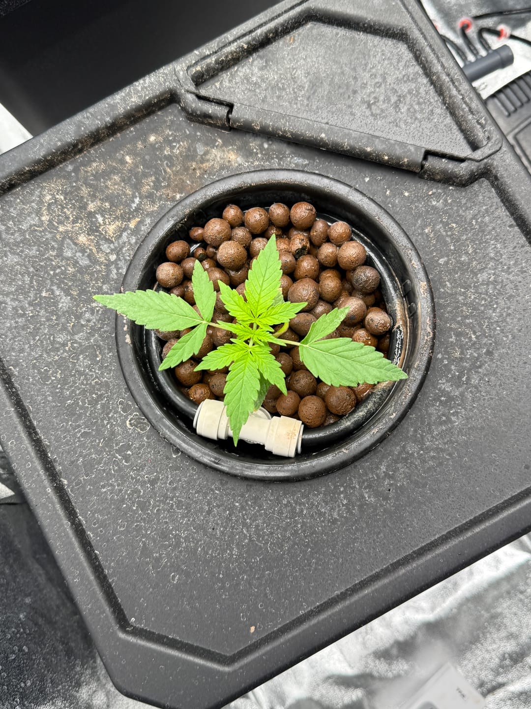 Customer photo review of Cookies F1 Cali Weed THC Samen – 50 Tage – Autoflower – Die schnellsten Cannabis Samen der Welt