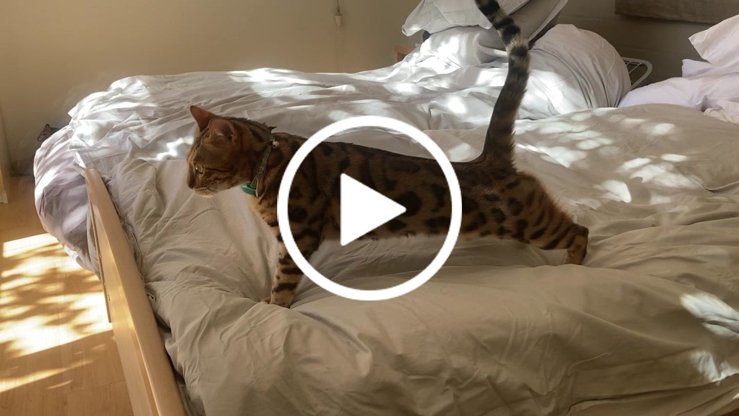 Customer video review of Eider Duck Feather & Down Quilt