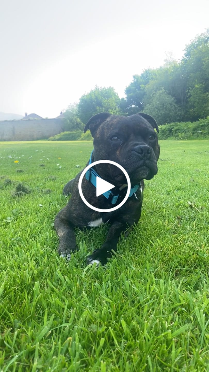 Customer video review of 5cm Combat® Collar | With Handle & Secure Clip - Light Blue