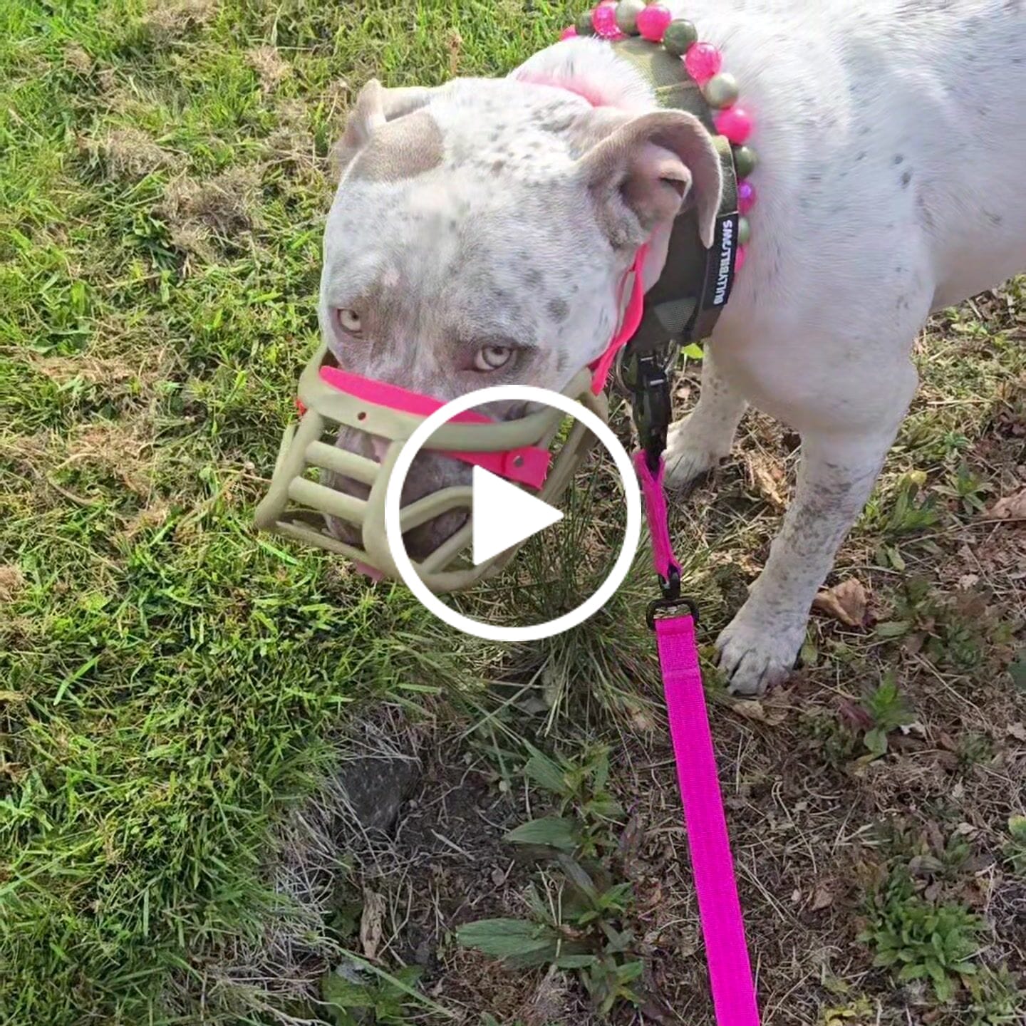Customer video review of 1.4m Swivel Combat Lead | Anti-Tangle & Secure Clip - Magenta