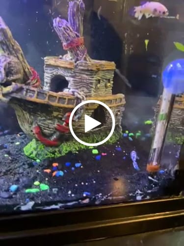 Customer video review of Marble Dot Moo Cow Female Betta Sorority Pack