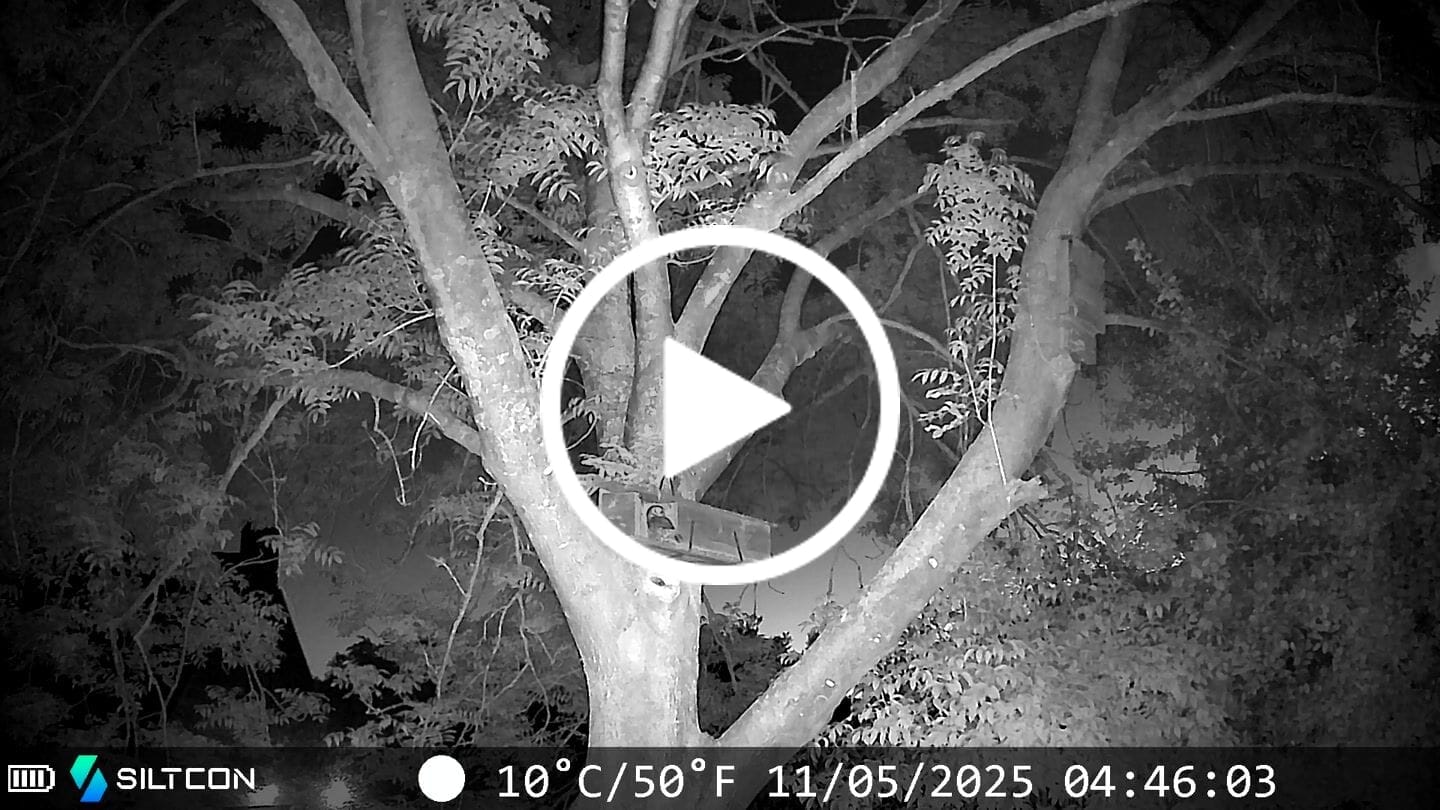 Customer video review of Siltcon® Wildcamera Nachtzicht en wifi 4K
