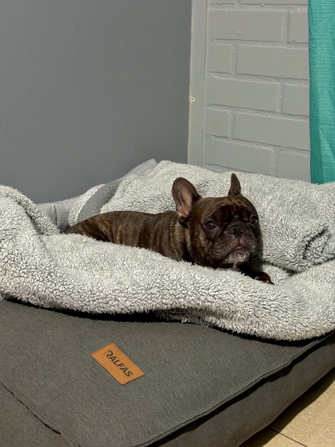 Customer photo review of Cama Cojín Gris