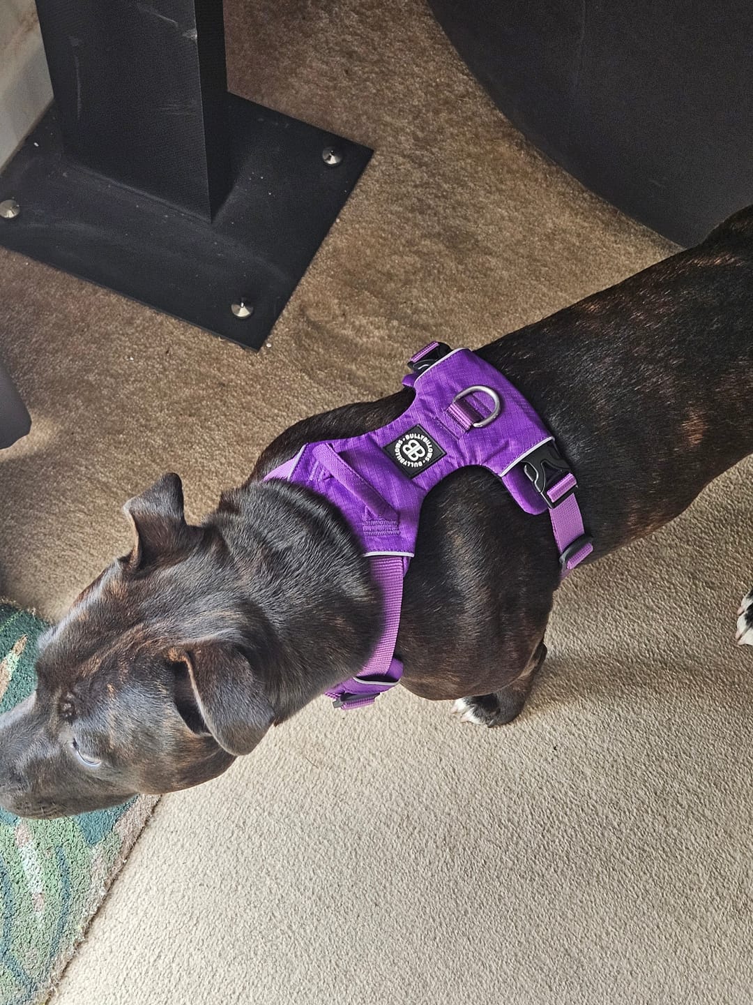 Customer photo review of Air Harness | Anti-Pull & With Handle - Purple