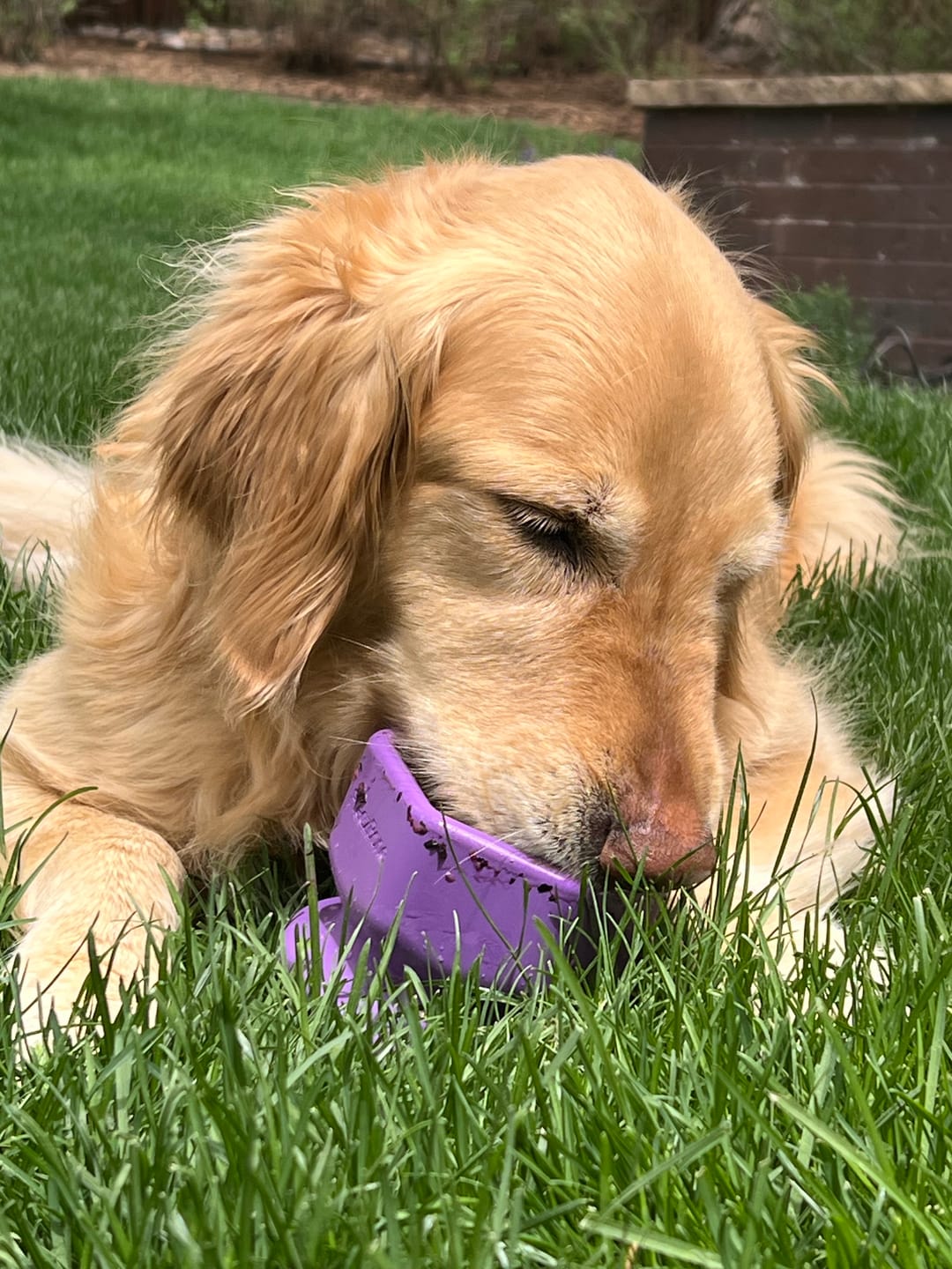 Customer photo review of FreezCup - Long-Lasting Chew Fun