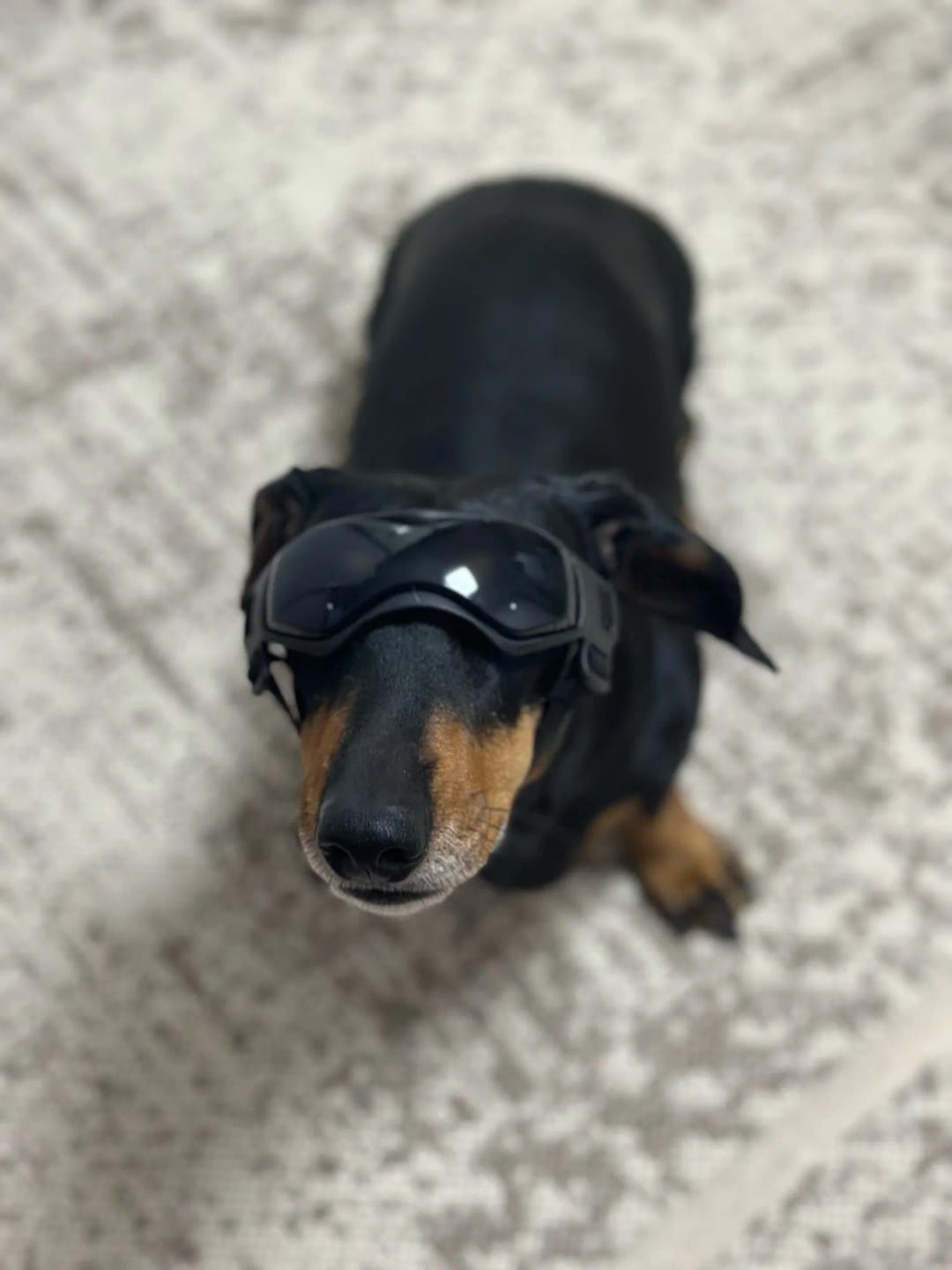 Customer photo review of Dog Outdoor UV Protection Sunglasses Goggles