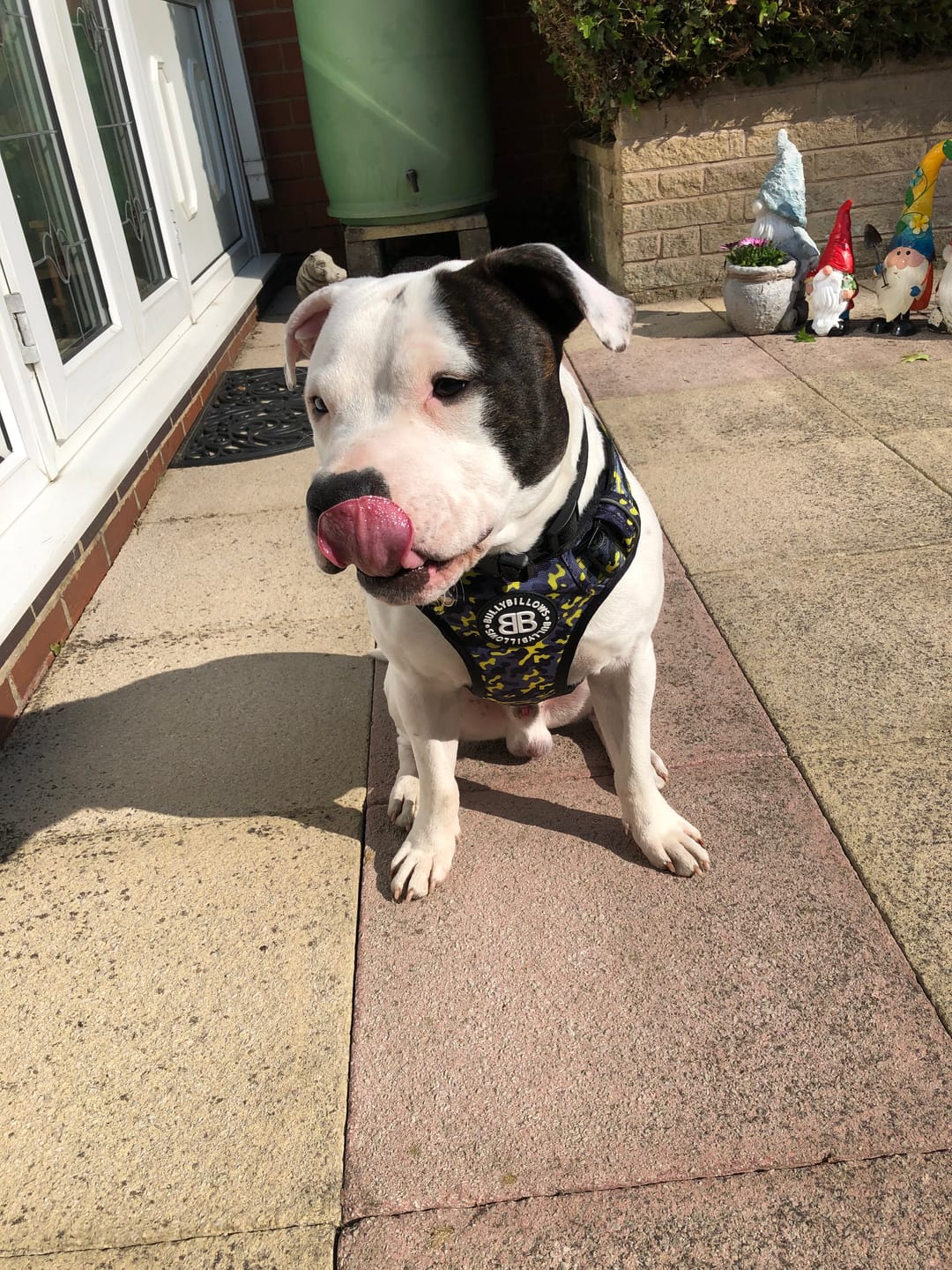 Customer photo review of Comfort Premium Harness | Non Restrictive - Lightning