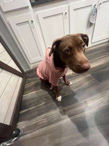 Customer photo review of Comfort Control Collar - Lilac