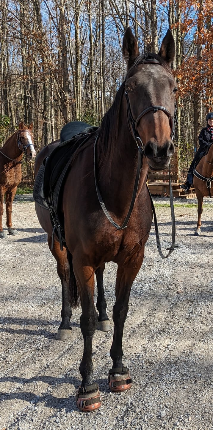 Customer photo review of Renegade® Viper Shield™ Hoof Boot Seconds - Arizona Copper