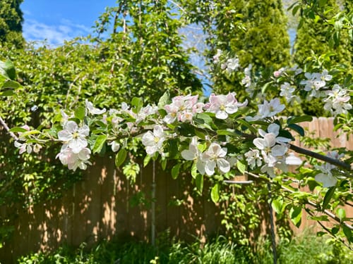 Young apple tree with first blooms after using Elm Dirt Plant Juice