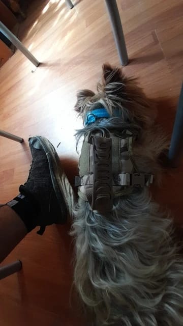 Customer photo review of Tactical Puppy Harness Leash For Small Dogs Cats Adjustable Kitten Vest For Military Service Dog Working Training Walking