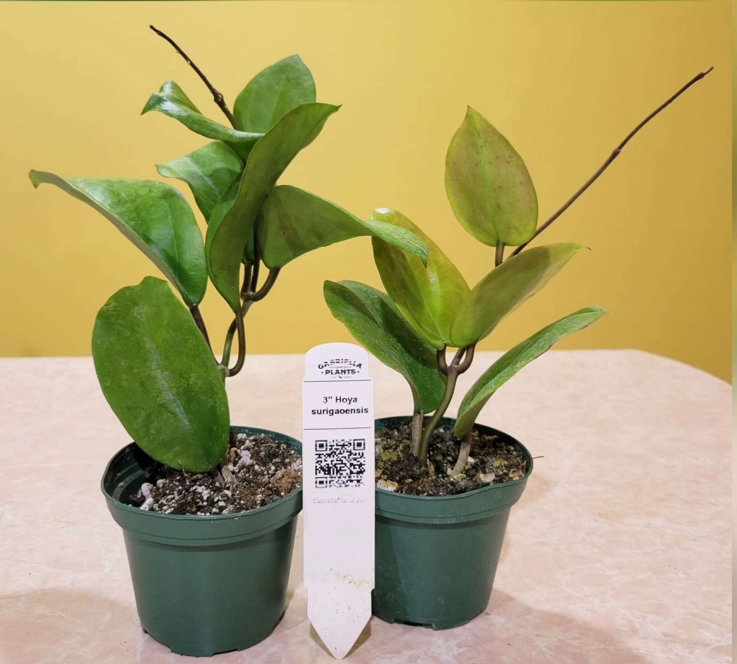 Customer photo review of Hoya surigaoensis