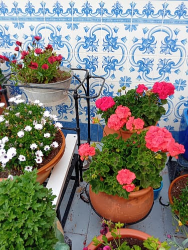 Customer photo review of FERTIBONO MásFlor - Fertilizante que Revive tus Plantas Verdes y Flores, Abono Liquido, [100%] Natural y Orgánico, 1L