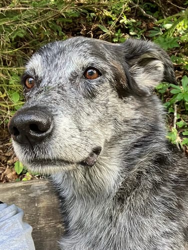 Customer photo review of Frischfutter für Energiebedarf von 1402 kCal/Tag