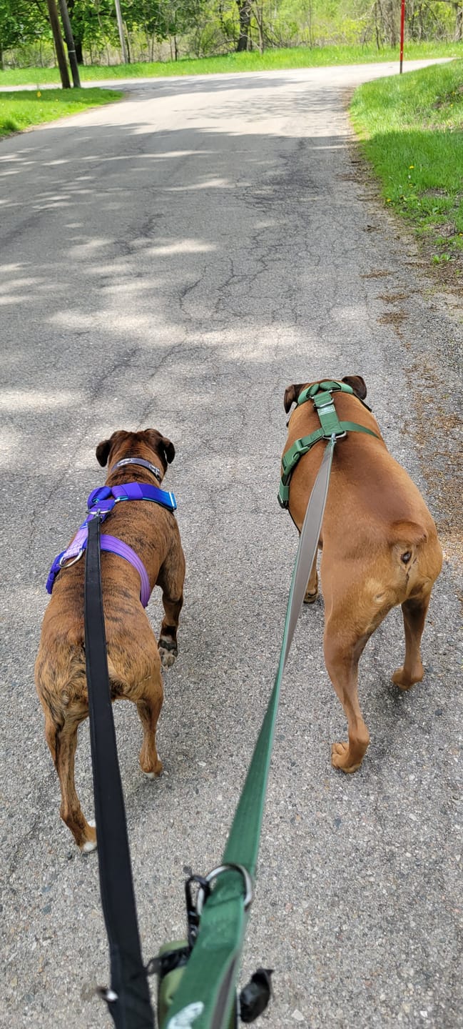 Customer photo review of Leash and Poop Bag Holder Set - Black