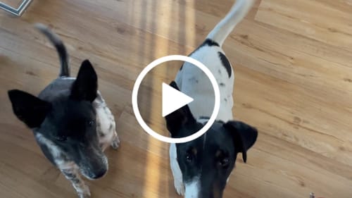 Customer video review of Relax Time