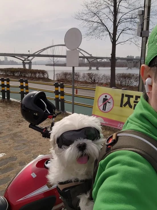 Customer photo review of Dog Outdoor UV Protection Sunglasses Goggles